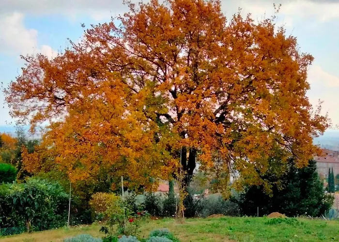 Il Colle Dei Frati * Sinalunga